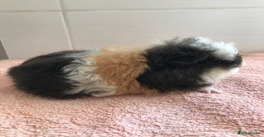 Guinea Pig rodents - Advert 6