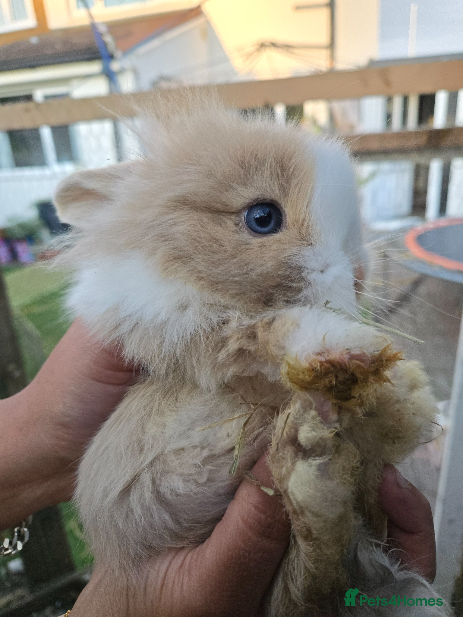 Lionhead rabbits Cutest blue eye Supersoft Double mane lion head  - Advert 16