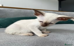 Siamese cats for sale: Siamese Oriental kittens superb pedigree GCCF  - Image 9