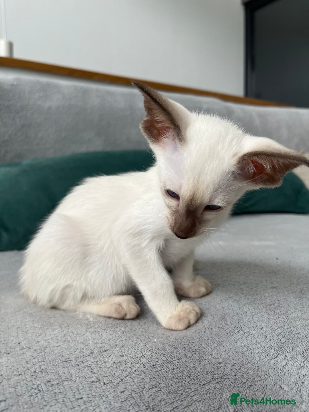 Siamese cats for sale: Siamese Oriental kittens superb pedigree GCCF  - Image 9