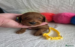 Mini Goldendoodle dogs for sale: 👑Superb Rare Toy/Mini Deepest Red Goldendoodles👑 - Image 10