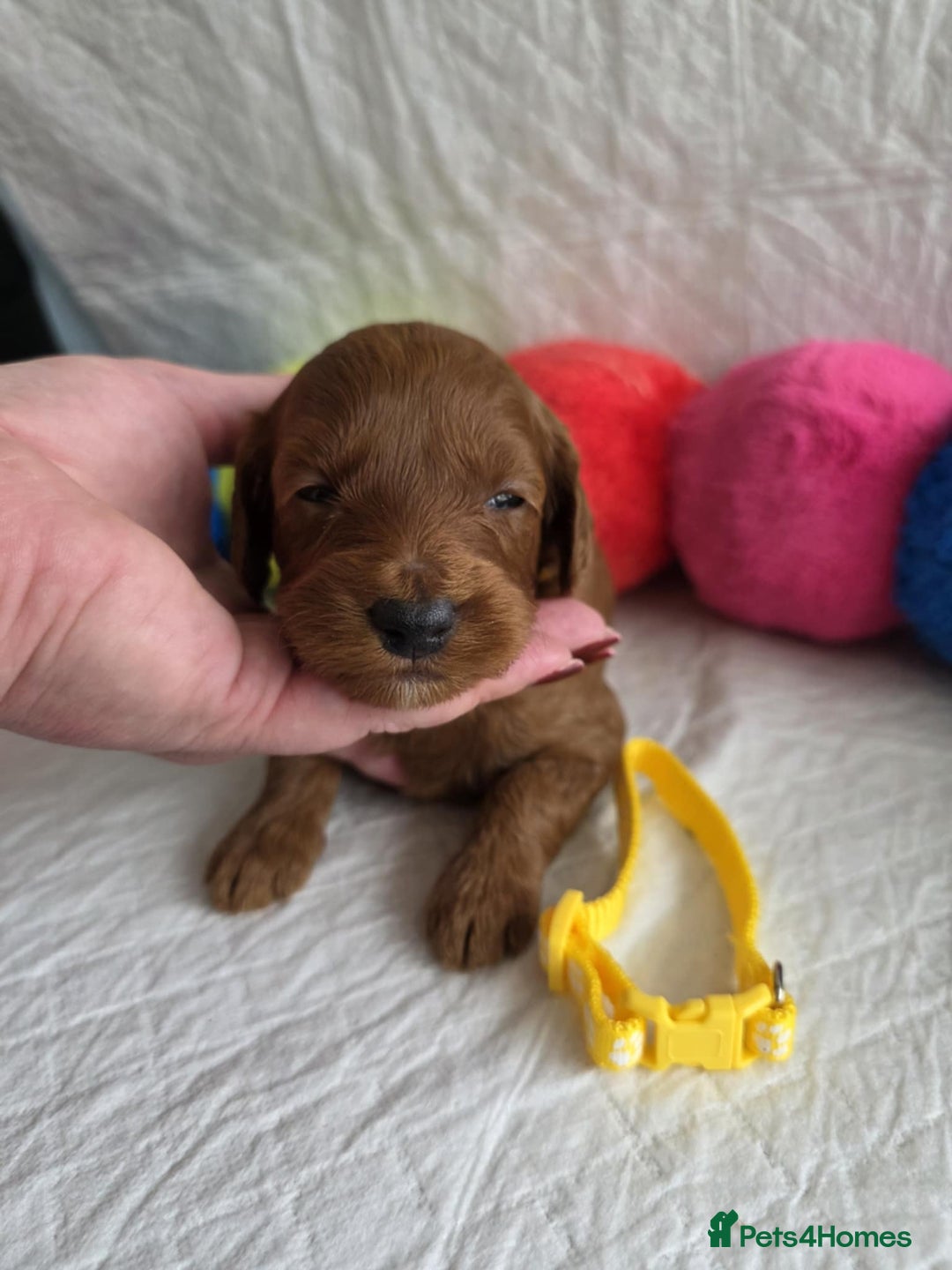 Mini Goldendoodle dogs for sale: 👑Superb Rare Toy/Mini Deepest Red Goldendoodles👑 - Image 10