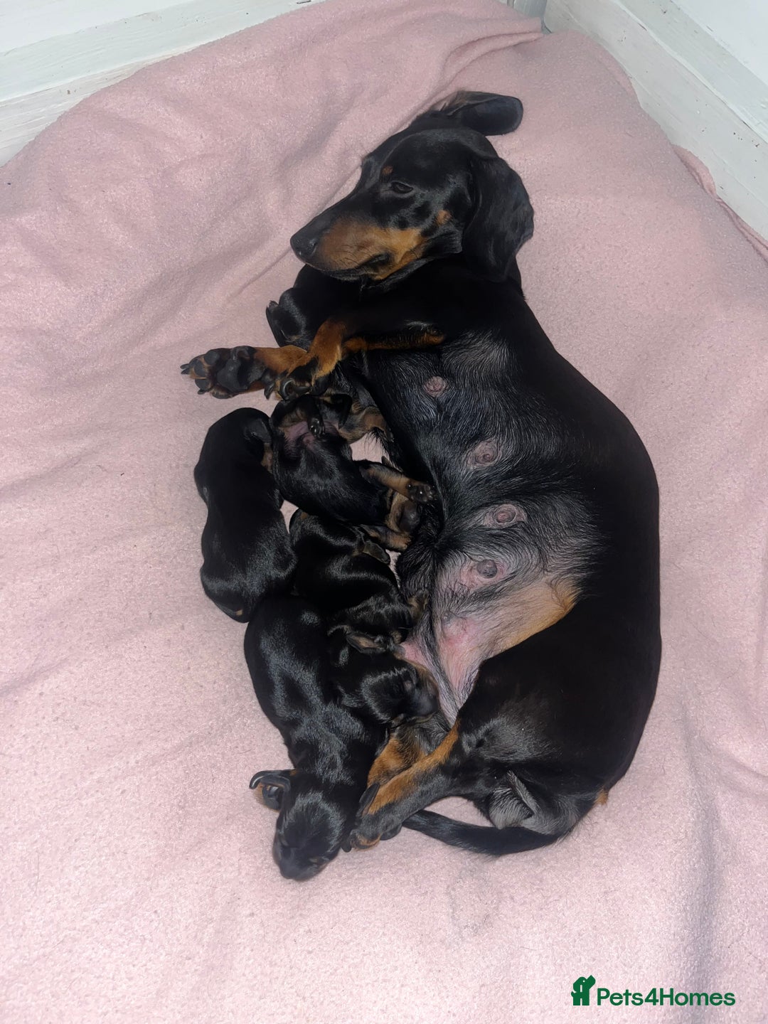 Miniature Dachshund dogs for sale: Miniature Dachshund Puppies  - Advert 10