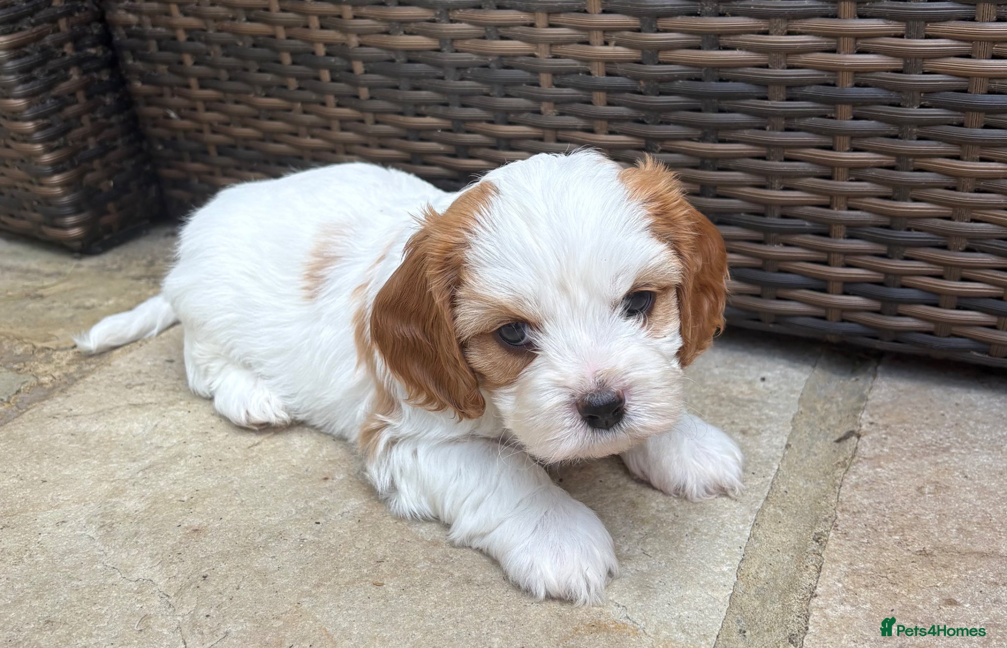 Cavapoochon dogs Beautiful Cavapoochon puppies - Advert 1