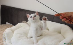 British Shorthair cats for sale: Ready CH Bloodlines BSH TICA registered kittens in Feltham - Image 23