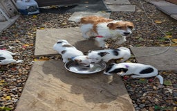 Jack Russell dogs for sale: Jack Russel puppies  - Image 1