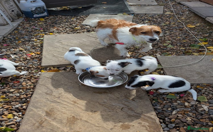 Jack Russell dogs - Advert 5