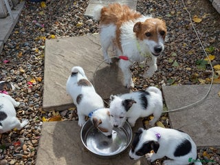 Jack Russell dogs - Advert 31