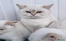 British Shorthair cats for sale: Beautiful Blue Gold & Choc Gold Colourpoint boys - Image 5