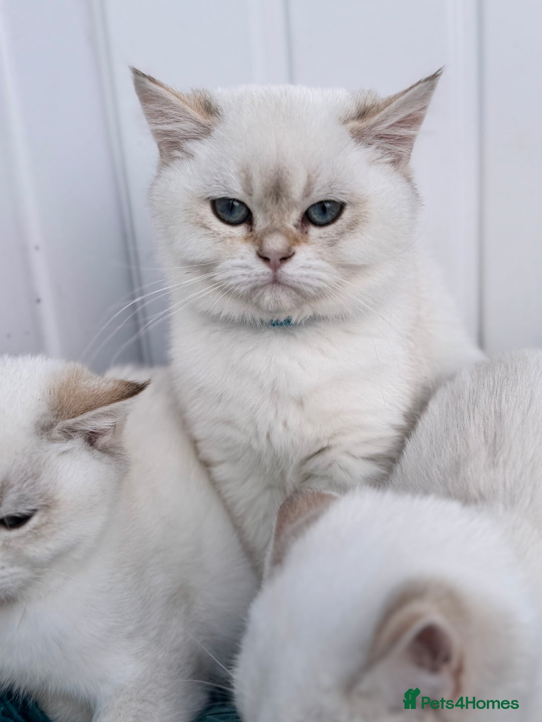British Shorthair cats for sale: Beautiful Blue Gold & Choc Gold Colourpoint boys - Image 5