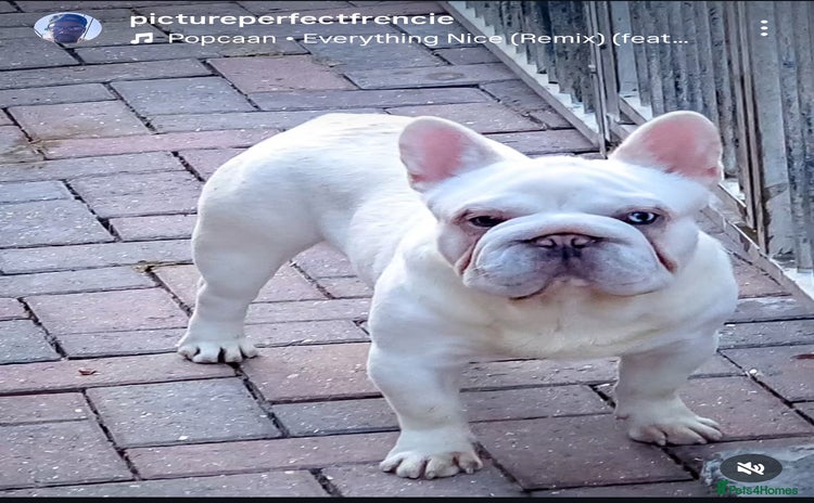 French Bulldog dogs in Chesterfield - Advert 1