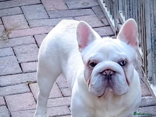 French Bulldog dogs in Chesterfield - Advert 1