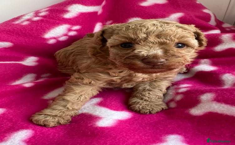 Toy Poodle dogs - Advert 3