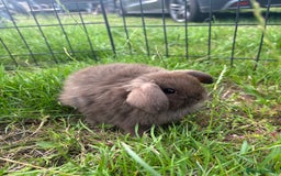 Mini Lop rabbits for sale: Adorable mini lops for sale - Image 4