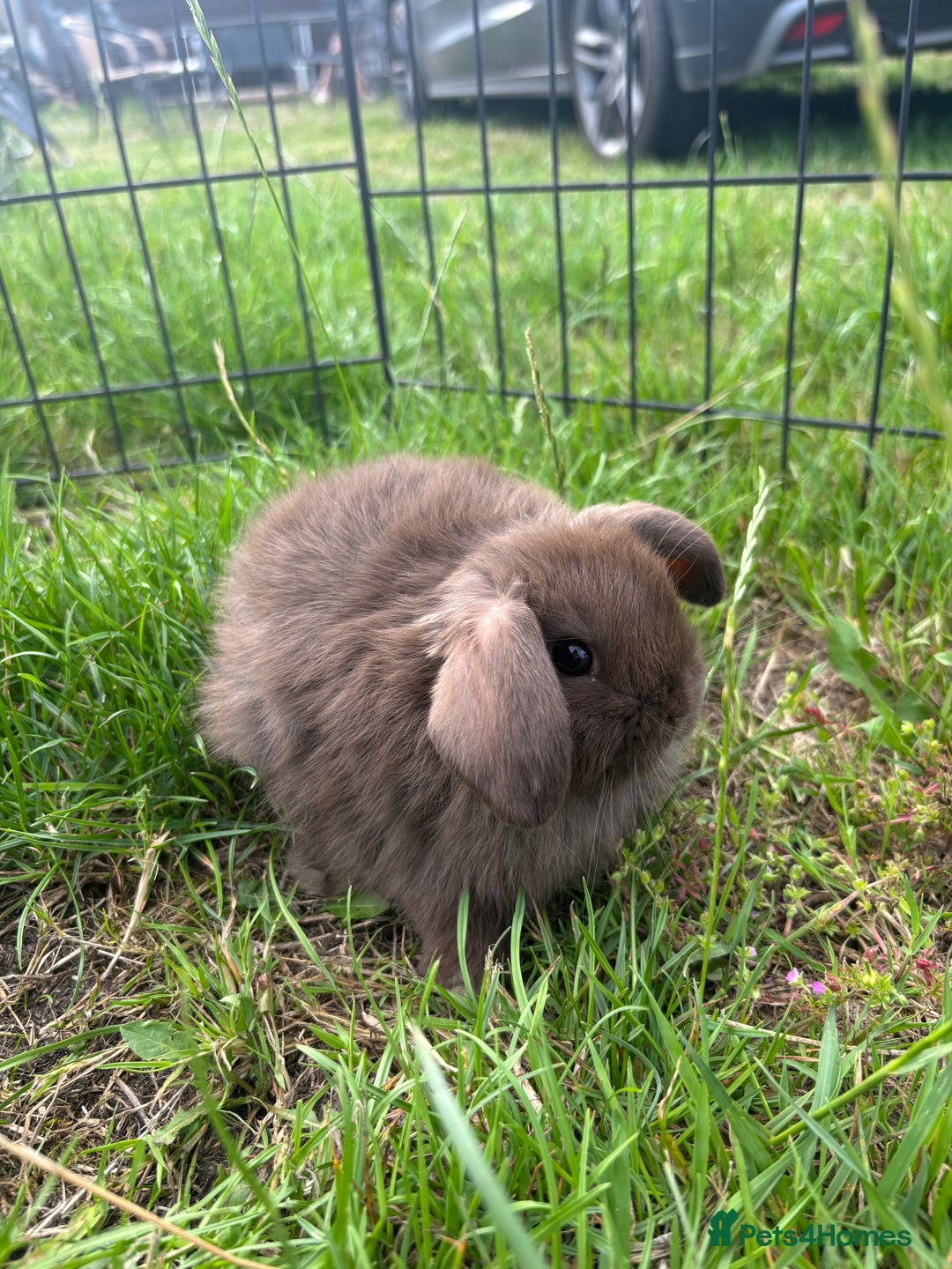 Mini Lop rabbits for sale: Adorable mini lops for sale - Image 4