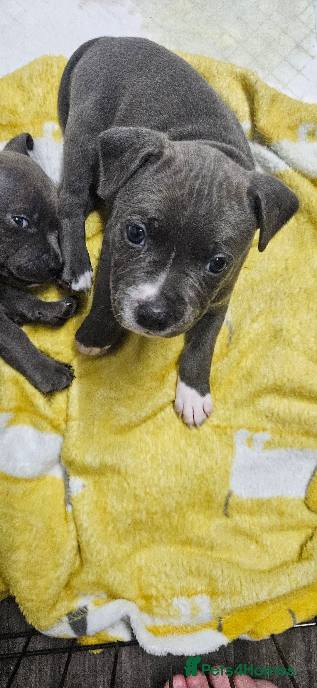 Mixed Breed dogs for sale: Mix Staffy puppies  - Image 10