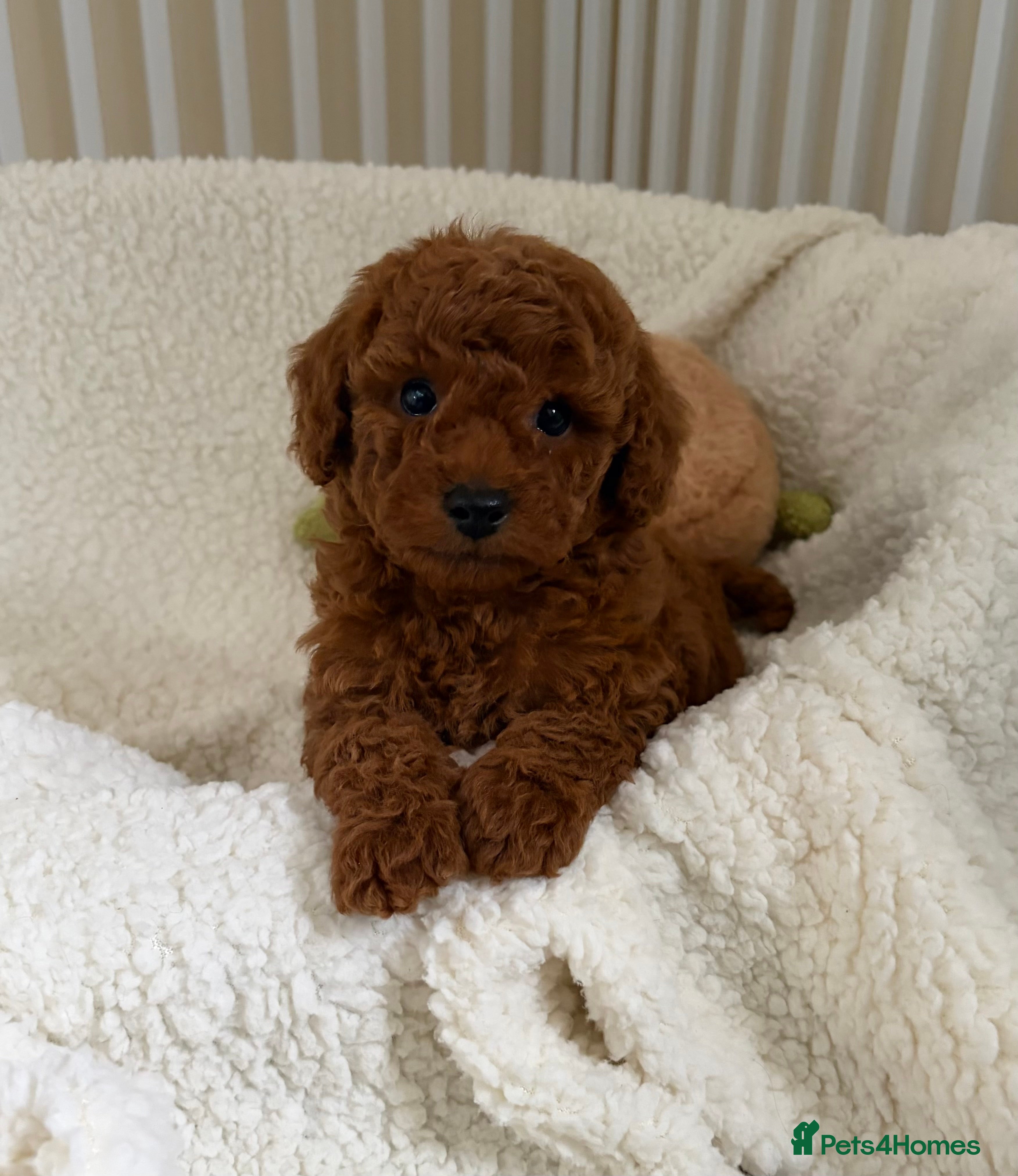 Cavapoo dogs Health tested Cavapoos - Advert 2