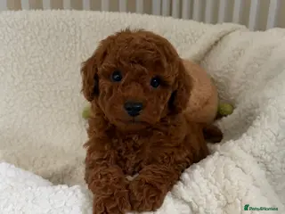 Cavapoo dogs Health tested Cavapoos - Advert 2