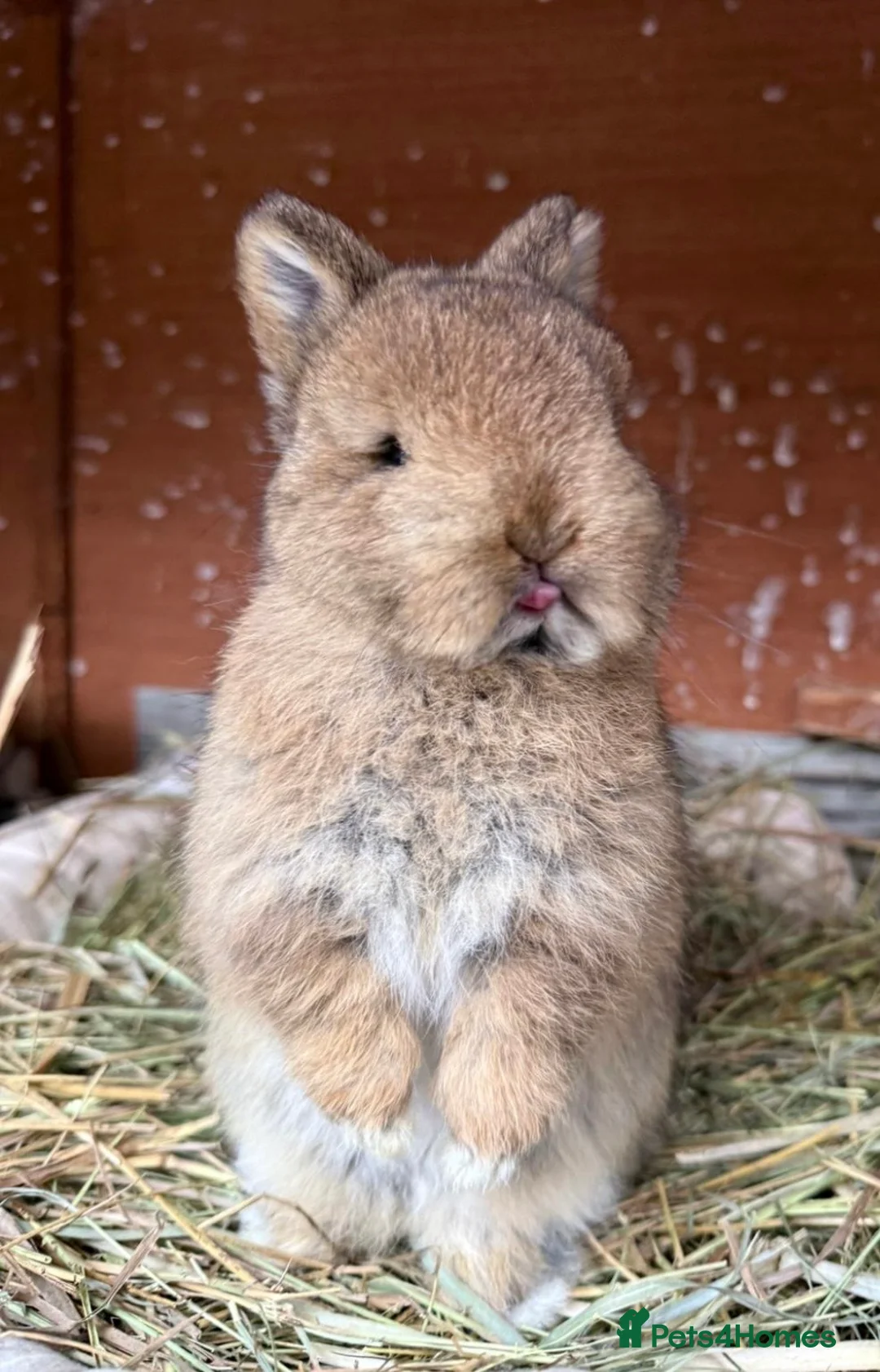 Netherland Dwarf rabbits for sale: Beautiful Netherland Dwarf & Mini lop bunnies  - Advert 8