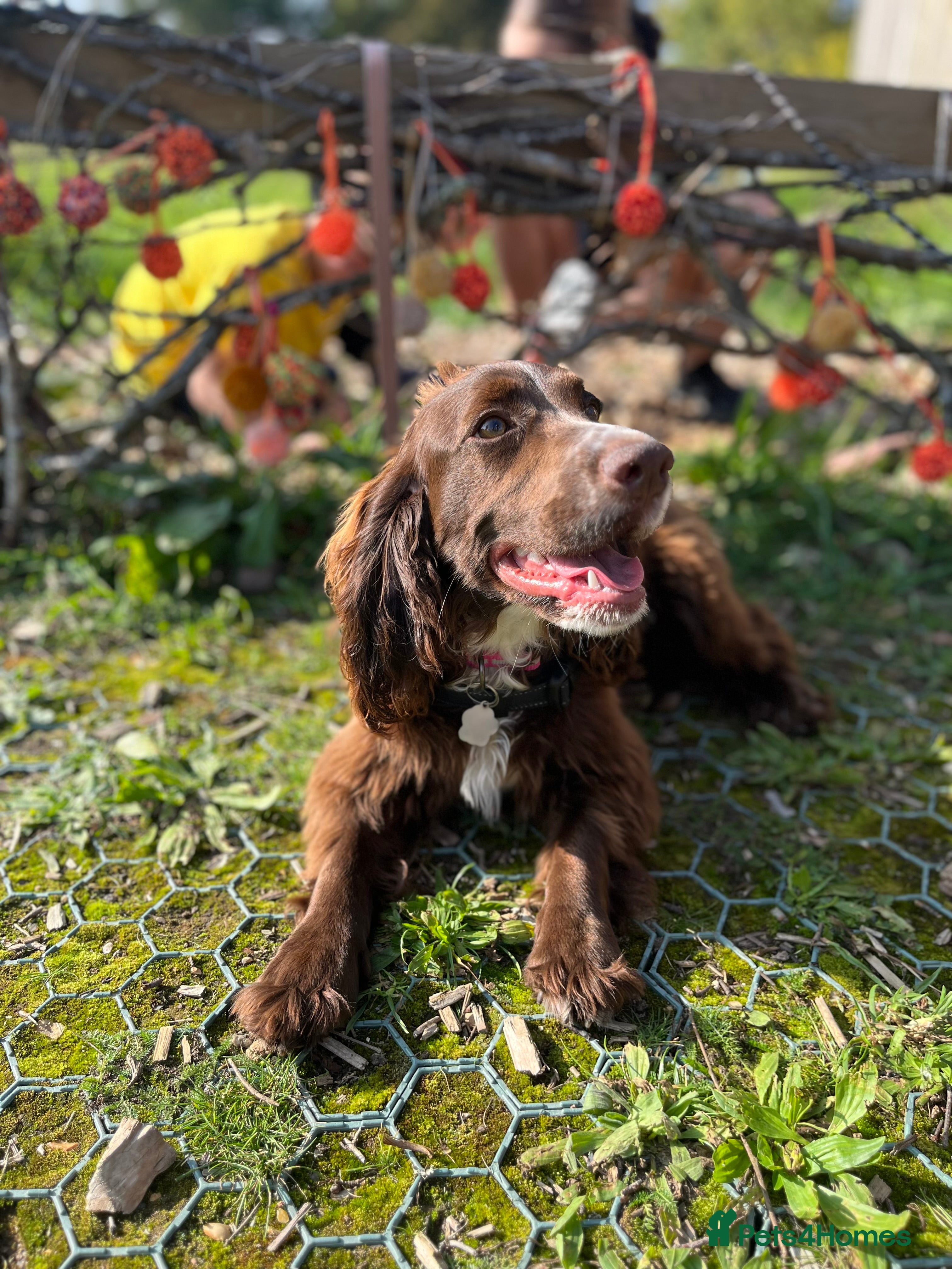 Cocker Spaniel dogs Coco  - Advert 9