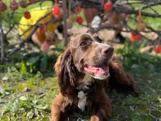 Cocker Spaniel dogs Coco - Advert 9