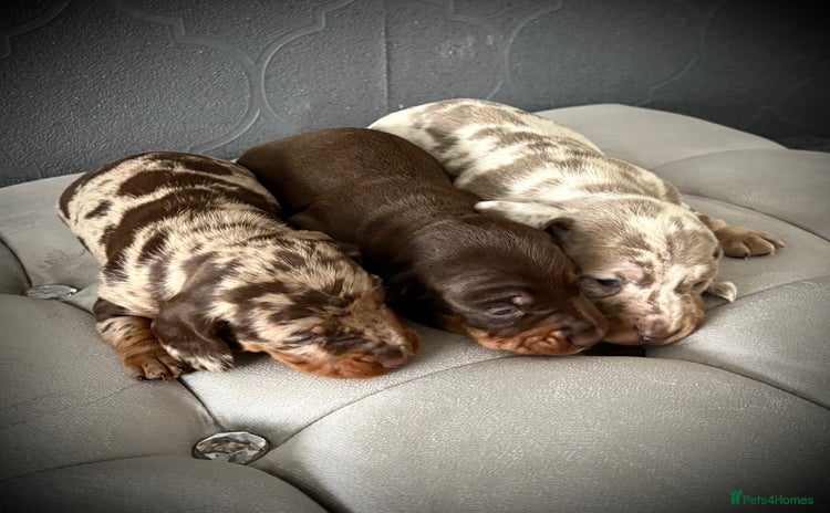 Dachshund dogs - Advert 1