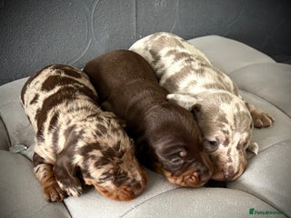 Dachshund dogs - Advert 3