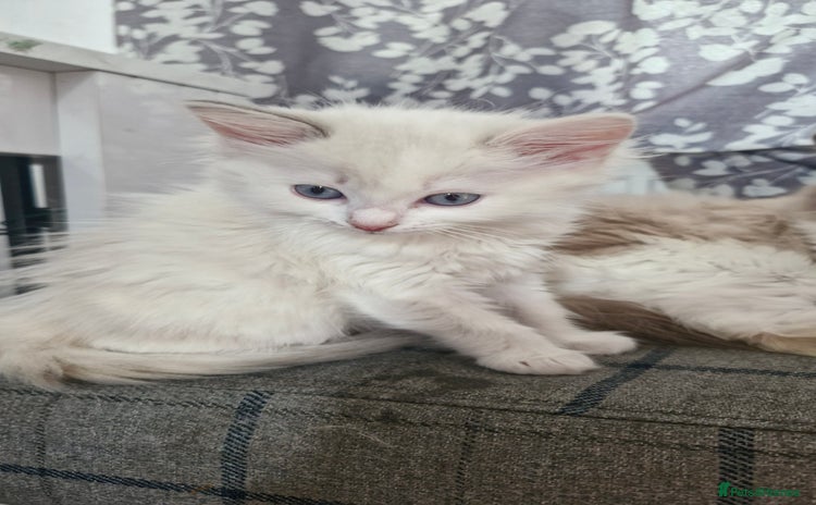 Ragdoll cats - Advert 1