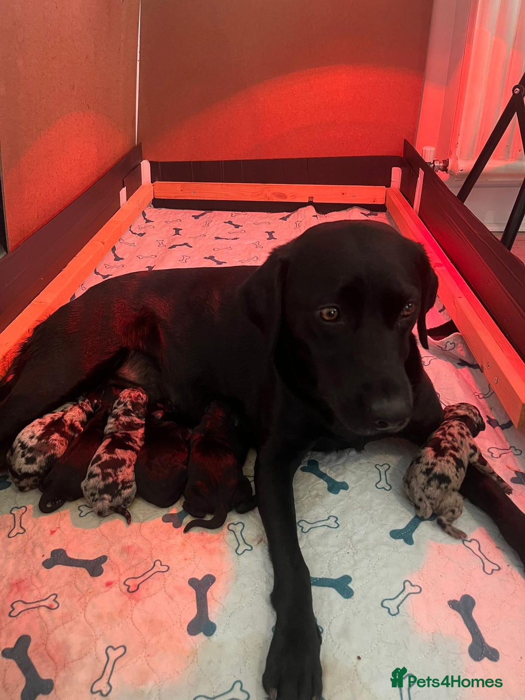 Labradoodle dogs for sale: Labradoodle puppies (home-raised) for sale - Advert 4