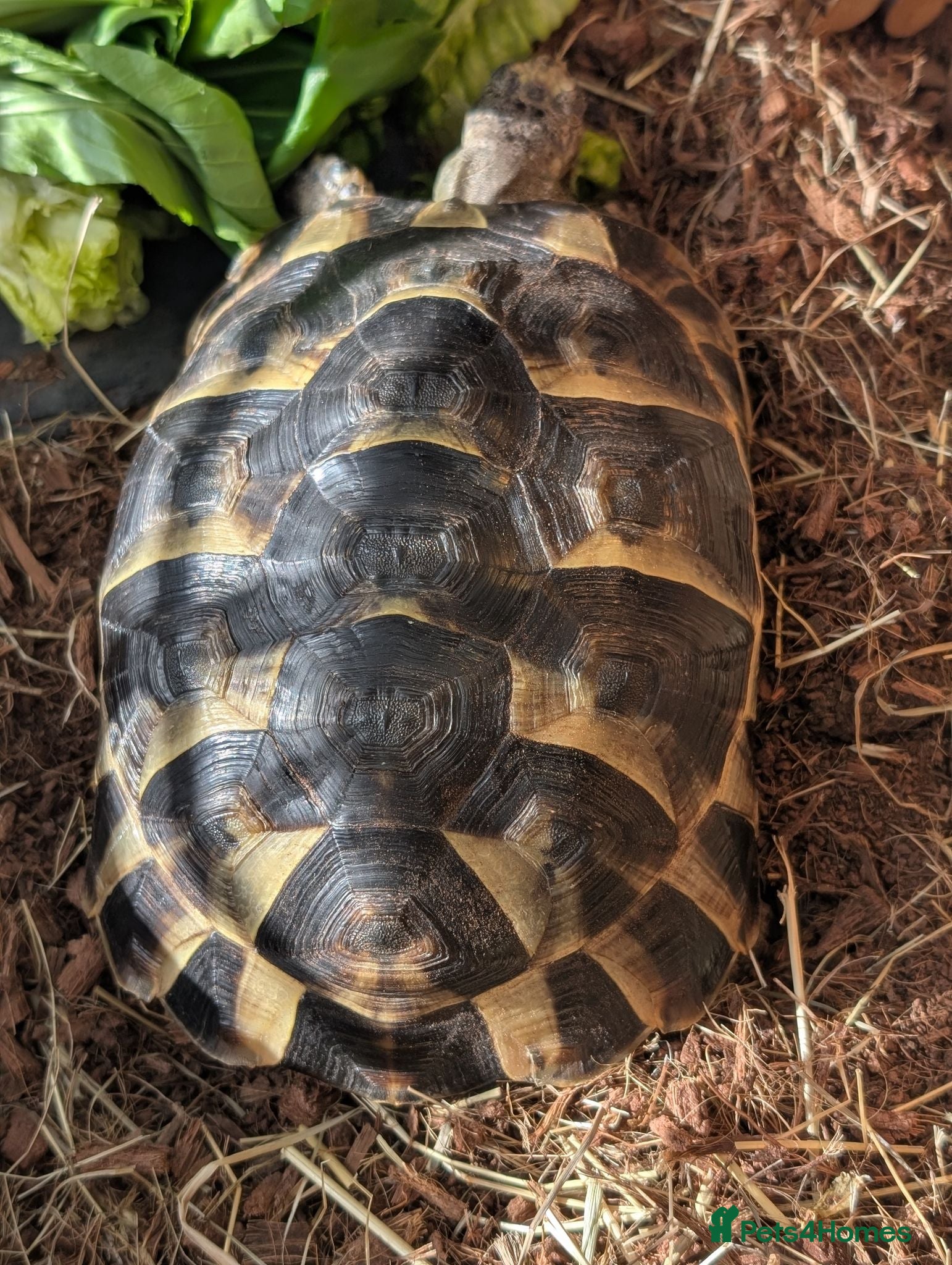 Tortoise reptiles Greek tortoise with all equipment - Advert 2