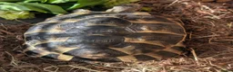 Tortoise reptiles for sale: Greek tortoise with all equipment in Manchester - Advert 2
