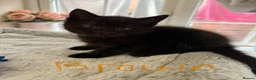 Maine Coon cats for sale: Maine coon (half) kittens  - Advert 3