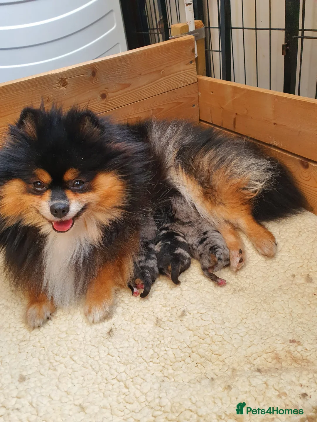 Pomeranian dogs for sale: Stunning Rare Merle Pomeranian– Ready Soon - Advert 2
