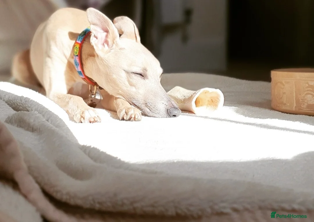 Whippet dogs for stud: Whippet for stud (KC reg; pedigree) Dorset. 20" in Sherborne - Advert 18