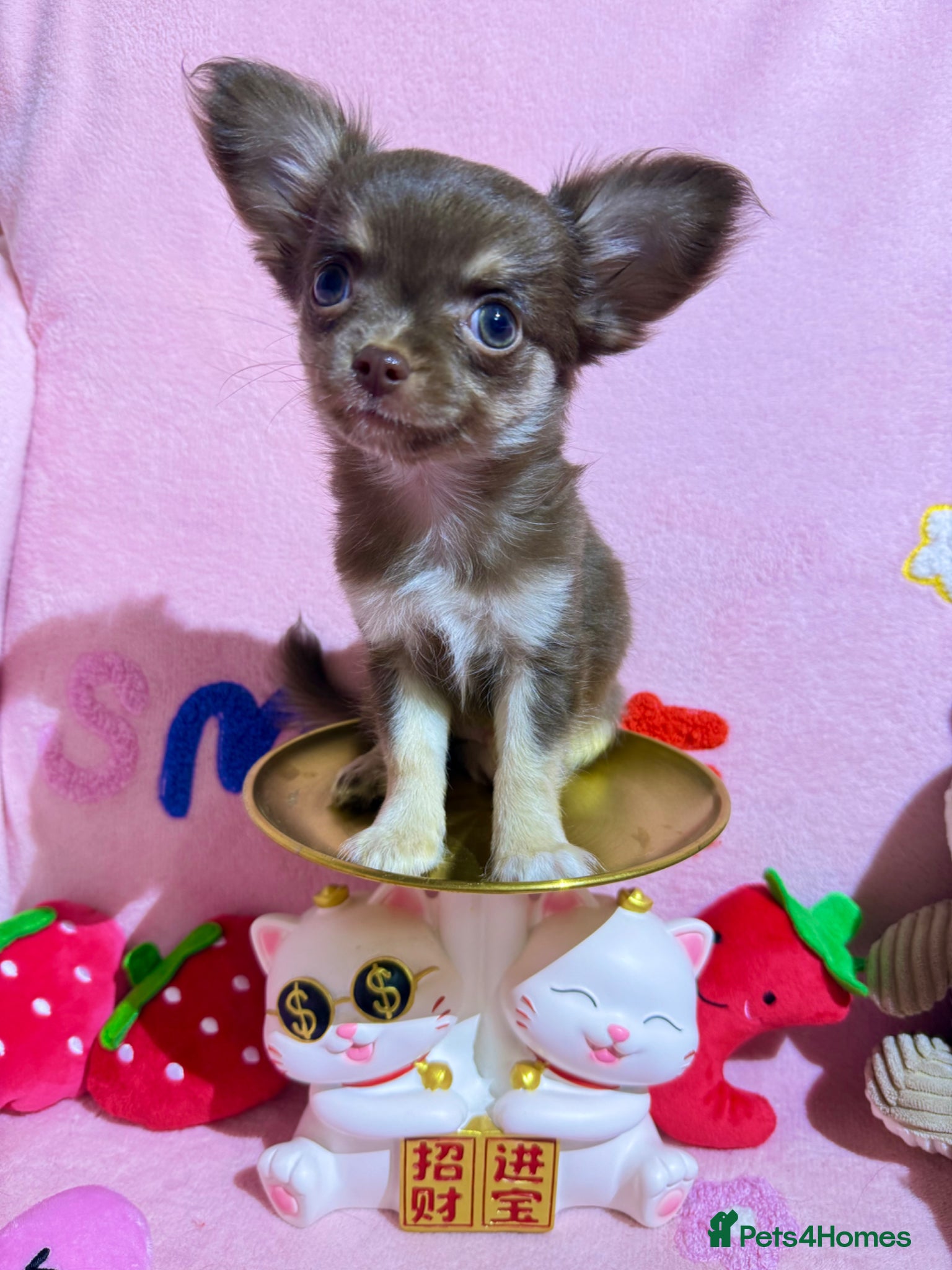 Chihuahua dogs 🔥long-haired Chihuahua puppies for sale - Advert 1