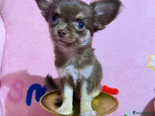 Chihuahua dogs 🔥long-haired Chihuahua puppies for sale - Advert 4