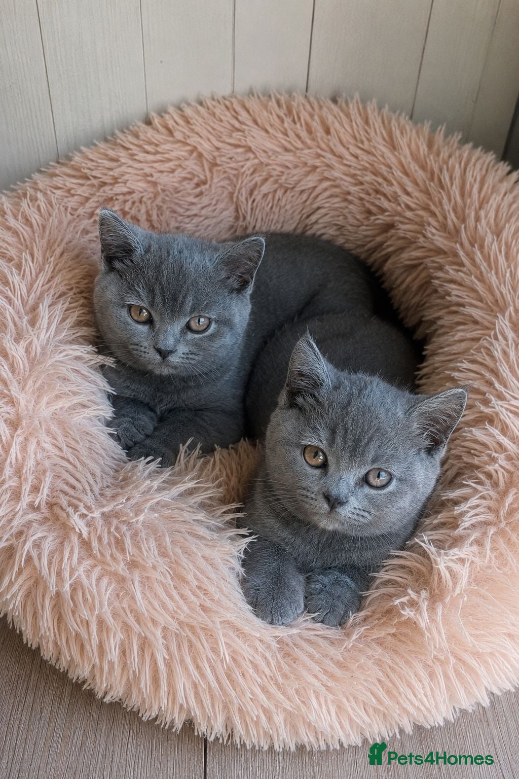 British Shorthair cats 🩵🩷*READY SOON*🩵🩷 - Advert 8