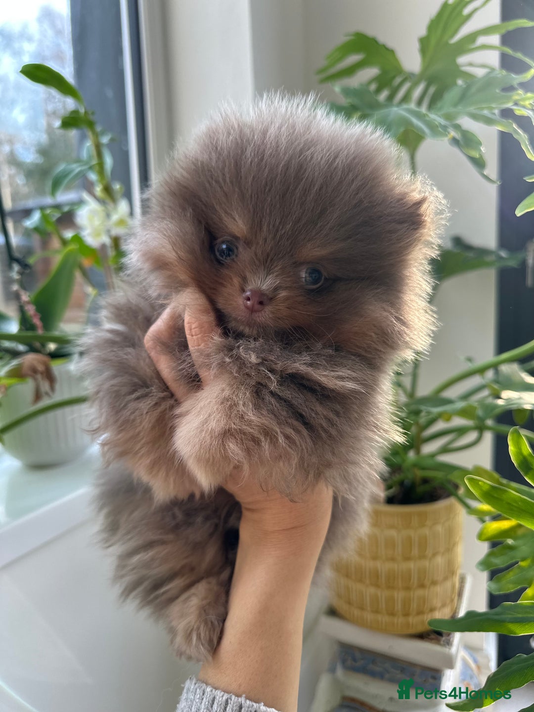 Pomeranian dogs for stud: Lilac and Tan stud 1.5kg - Image 4