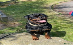 Rottweiler dogs for sale: Gorgeous Male Rotty Pup for Sale! Ready to Leave - Advert 3