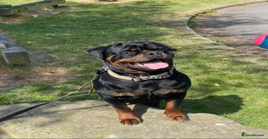 Rottweiler dogs Gorgeous Male Rotty Pup for Sale! Ready to Leave - Advert 6