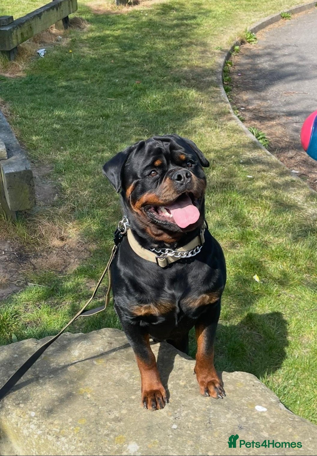 Rottweiler dogs for sale: Gorgeous Male Rotty Pup for Sale! Ready to Leave - Advert 3