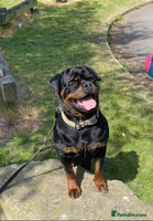 Rottweiler dogs Gorgeous Male Rotty Pup for Sale! Ready to Leave - Advert 3