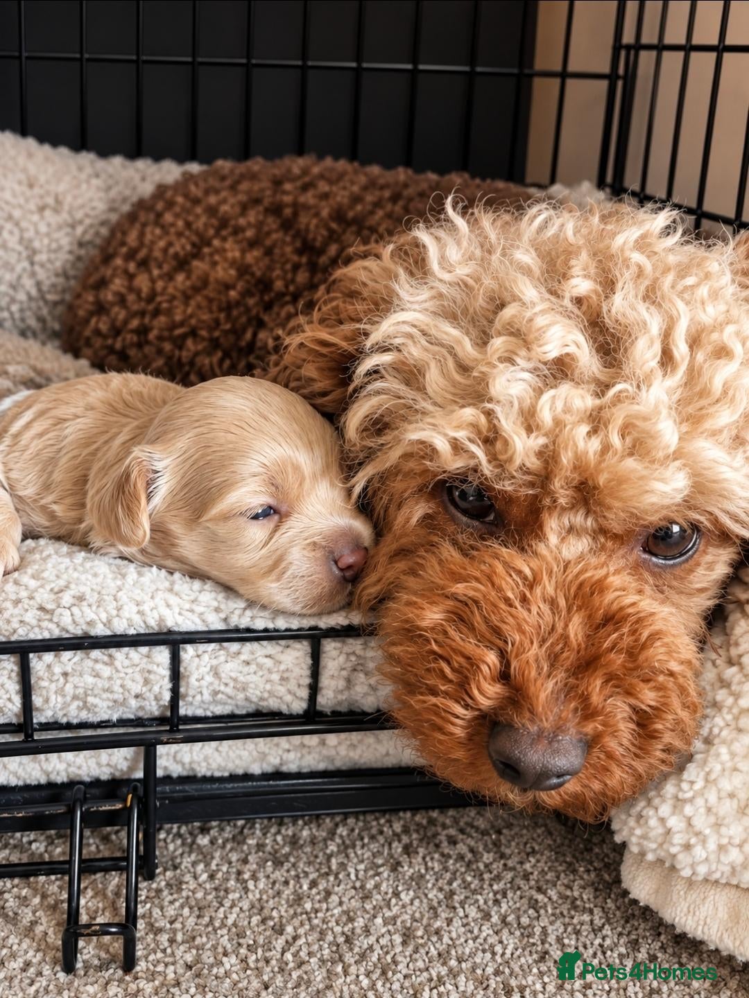Cavapoochon dogs Gorgeous Cavapoochons.Home-Reared&Raised with Love - Advert 2