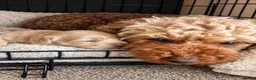 Cavapoochon dogs for sale: Gorgeous Cavapoochons.Home-Reared&Raised with Love - Advert 1