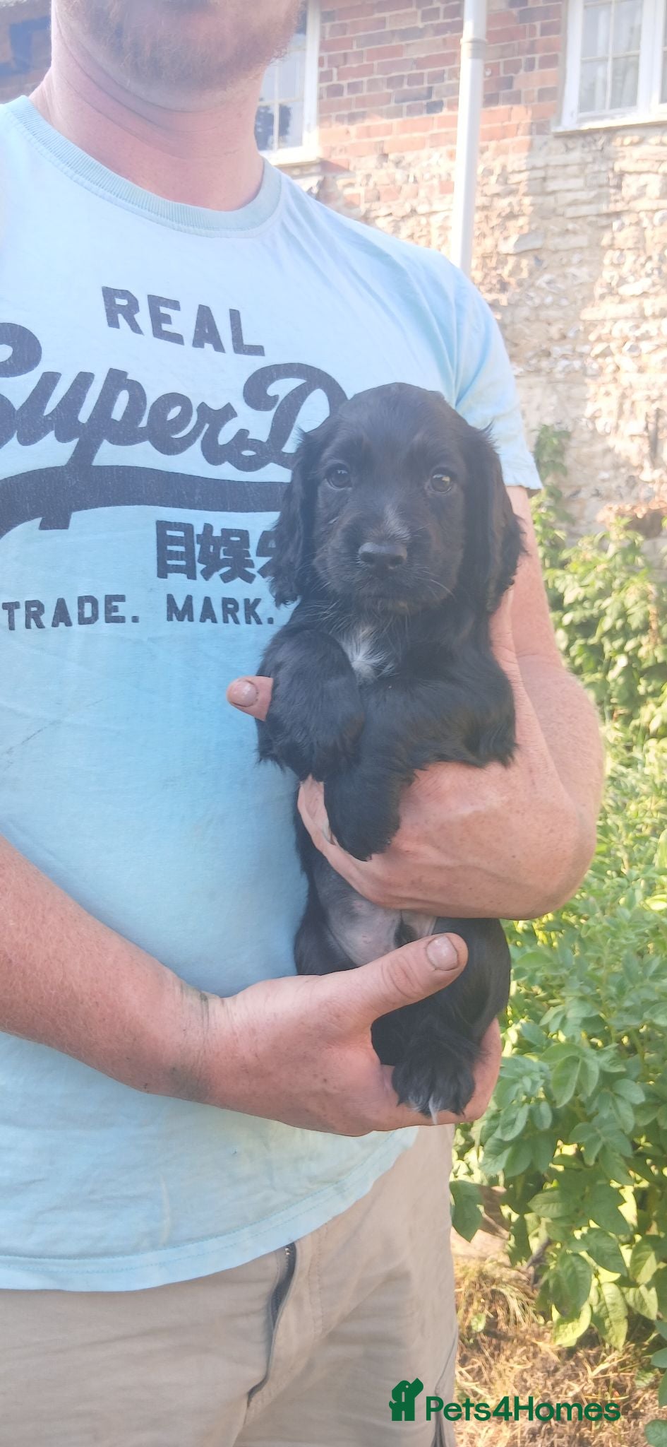 Cocker Spaniel dogs for sale: Kc Reg health tested working cocker spaniels  - Advert 1