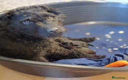 Patterdale Terrier dogs for sale: Patterdale terrier pups - Image 4
