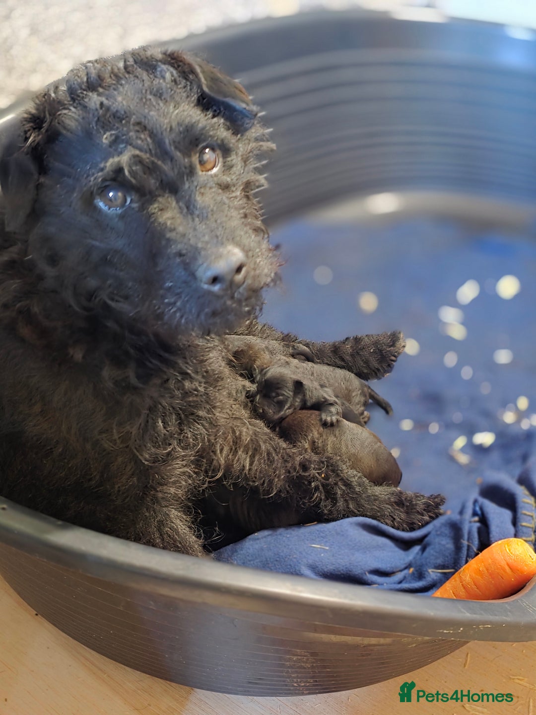 Patterdale Terrier dogs for sale: Patterdale terrier pups - Image 4