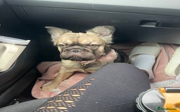French Bulldog dogs for sale: 8 month old sable fluffy frenchie  - Image 1