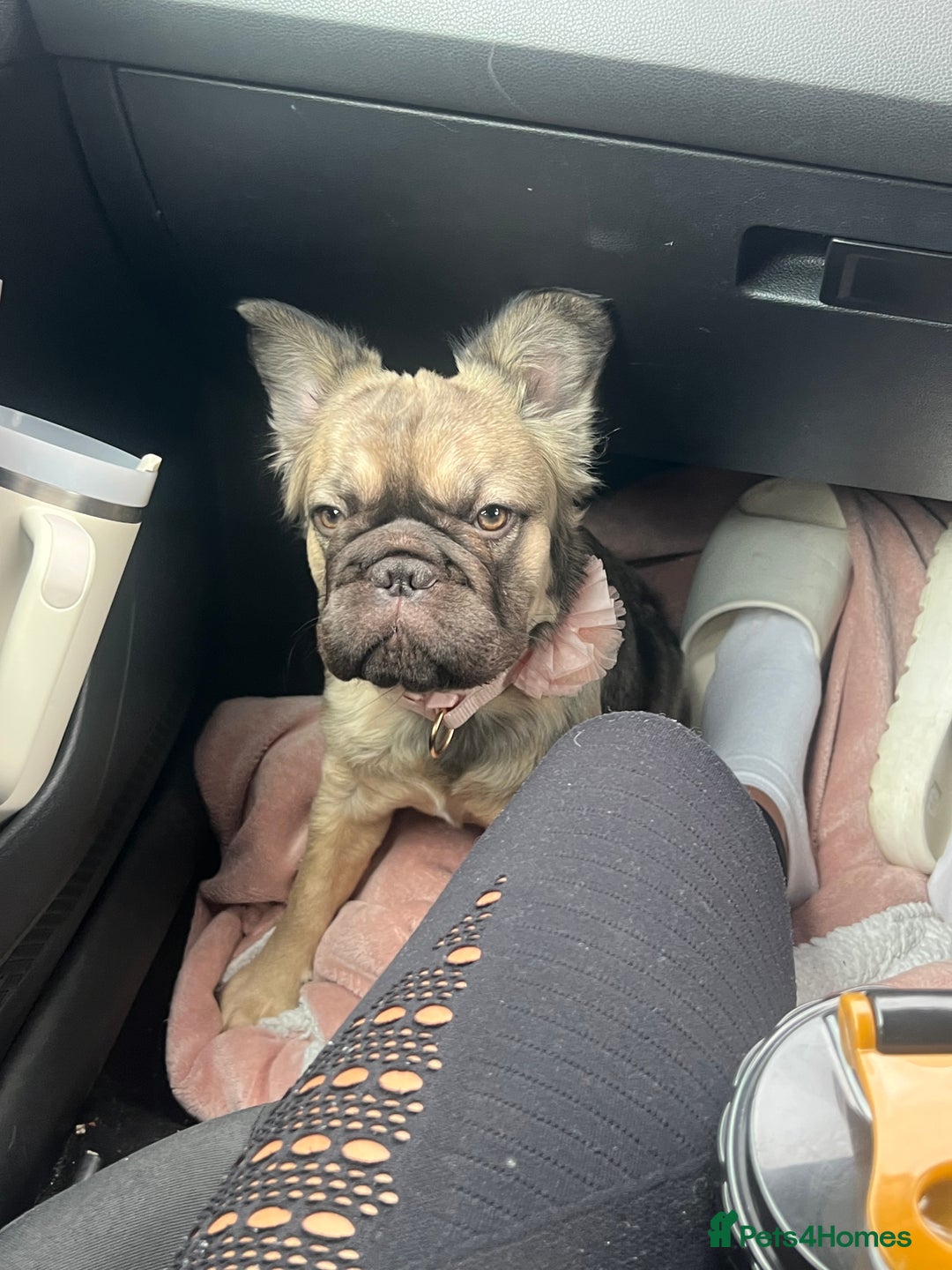 French Bulldog dogs for sale: 8 month old sable fluffy frenchie  - Image 1