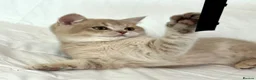 British Shorthair cats for sale: 🐾Purebred BSH Kittens🐾  in London - Advert 4